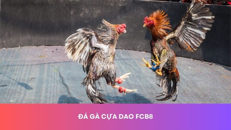 Đá gà cựa dao FCB8 hấp dẫn, thu hút thành viên tham gia