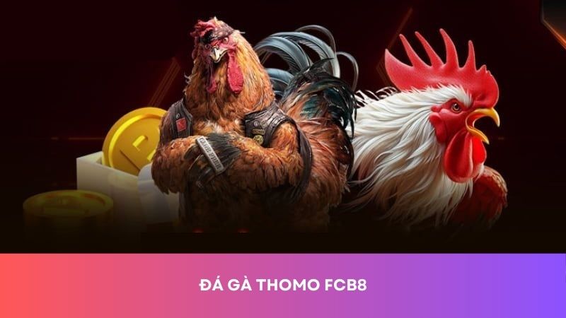 Đá gà Thomo FCB8: Hình thức thi đấu chiến kê được yêu thích