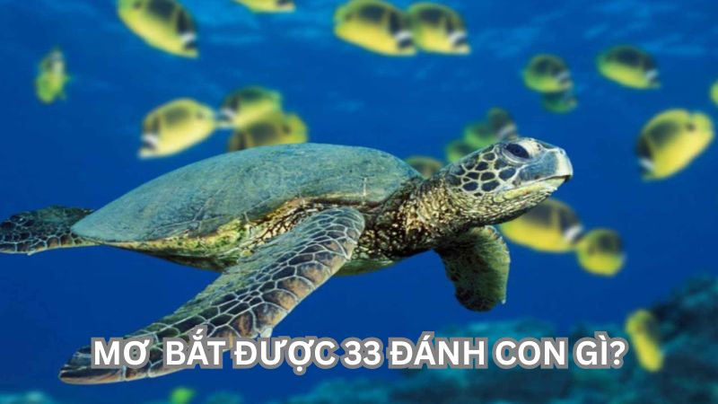 Mơ bắt được 33 đánh con gì? Giải mã giấc mơ, con số may mắn